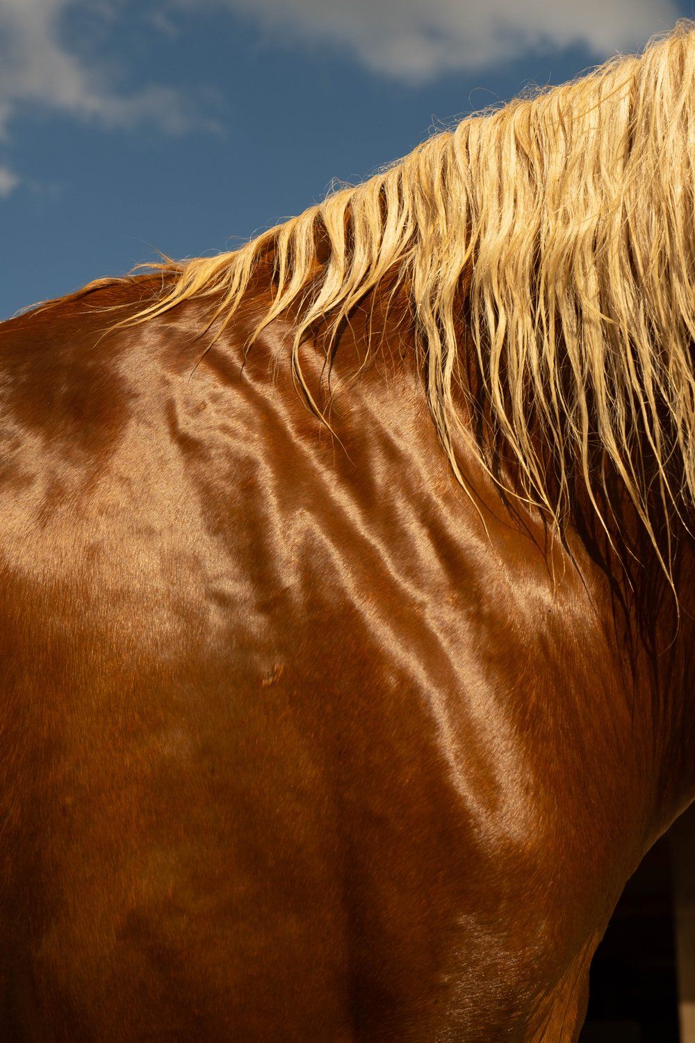 Caballo