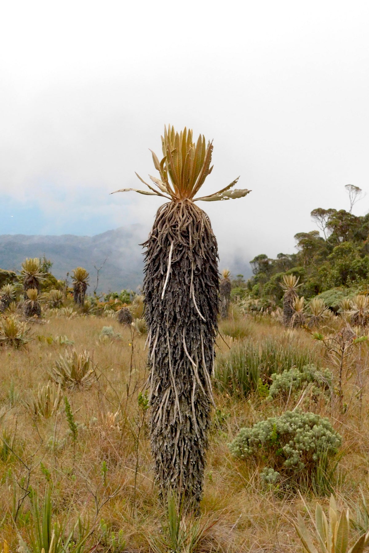 Jardín 2