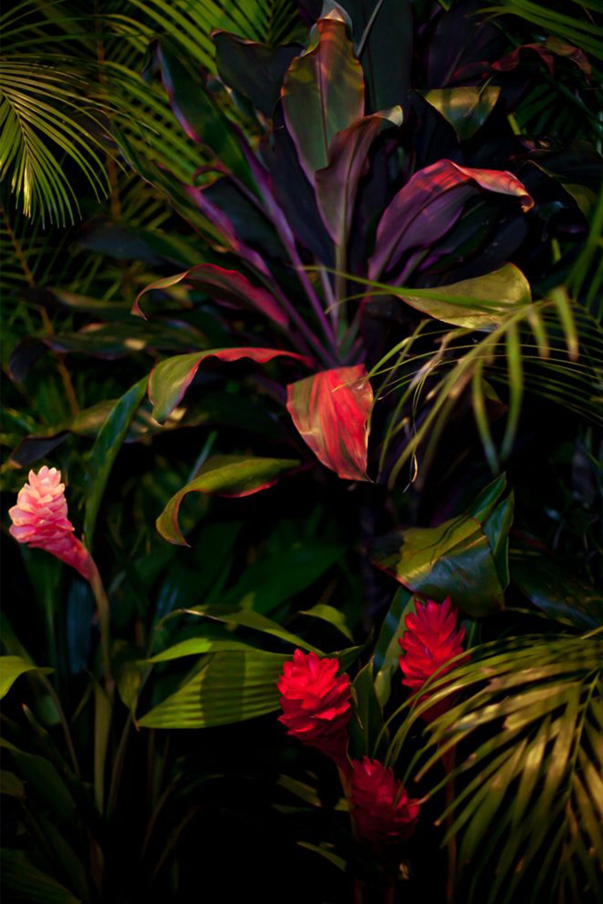 Jardín 1
