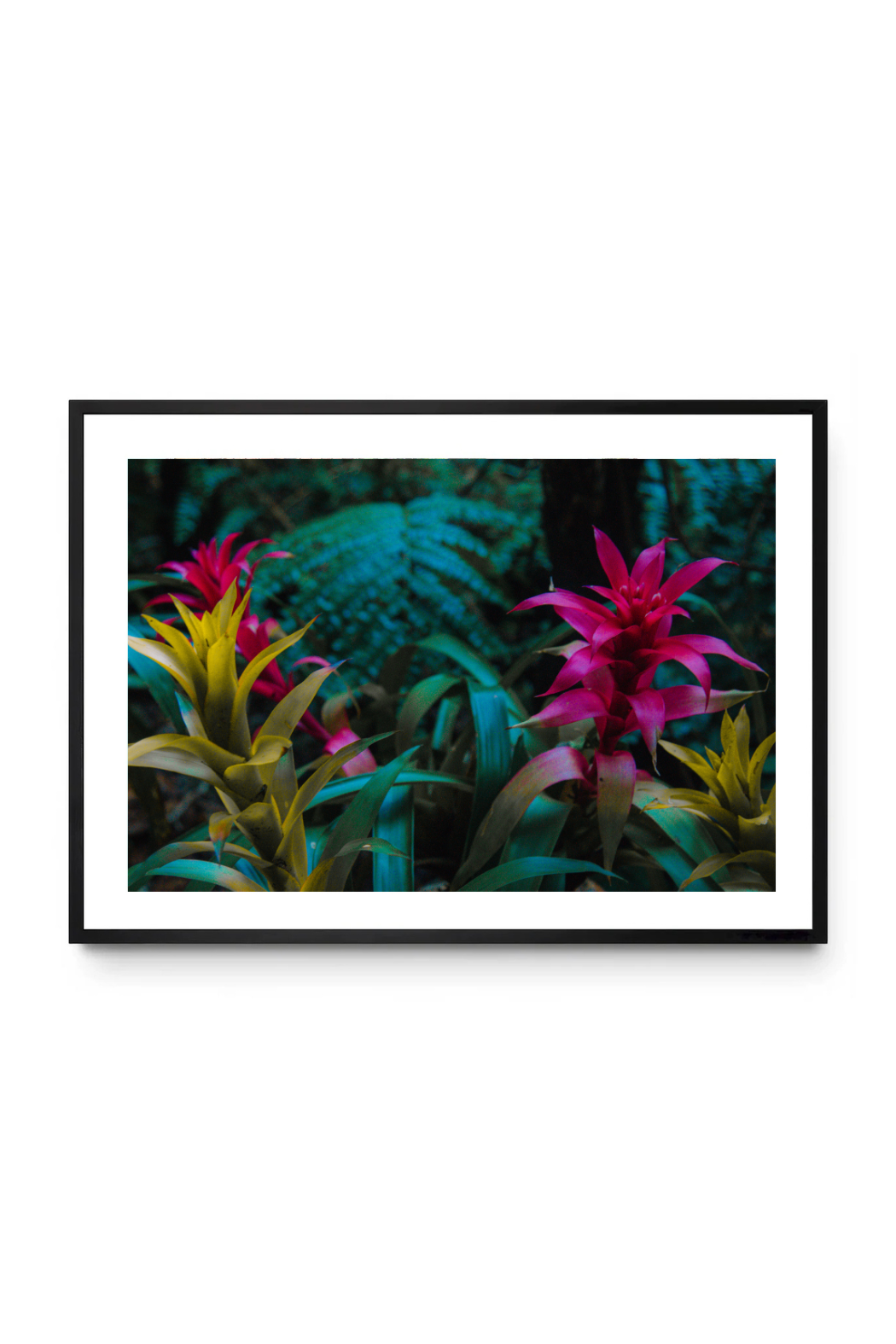 Bromelias Tropicales