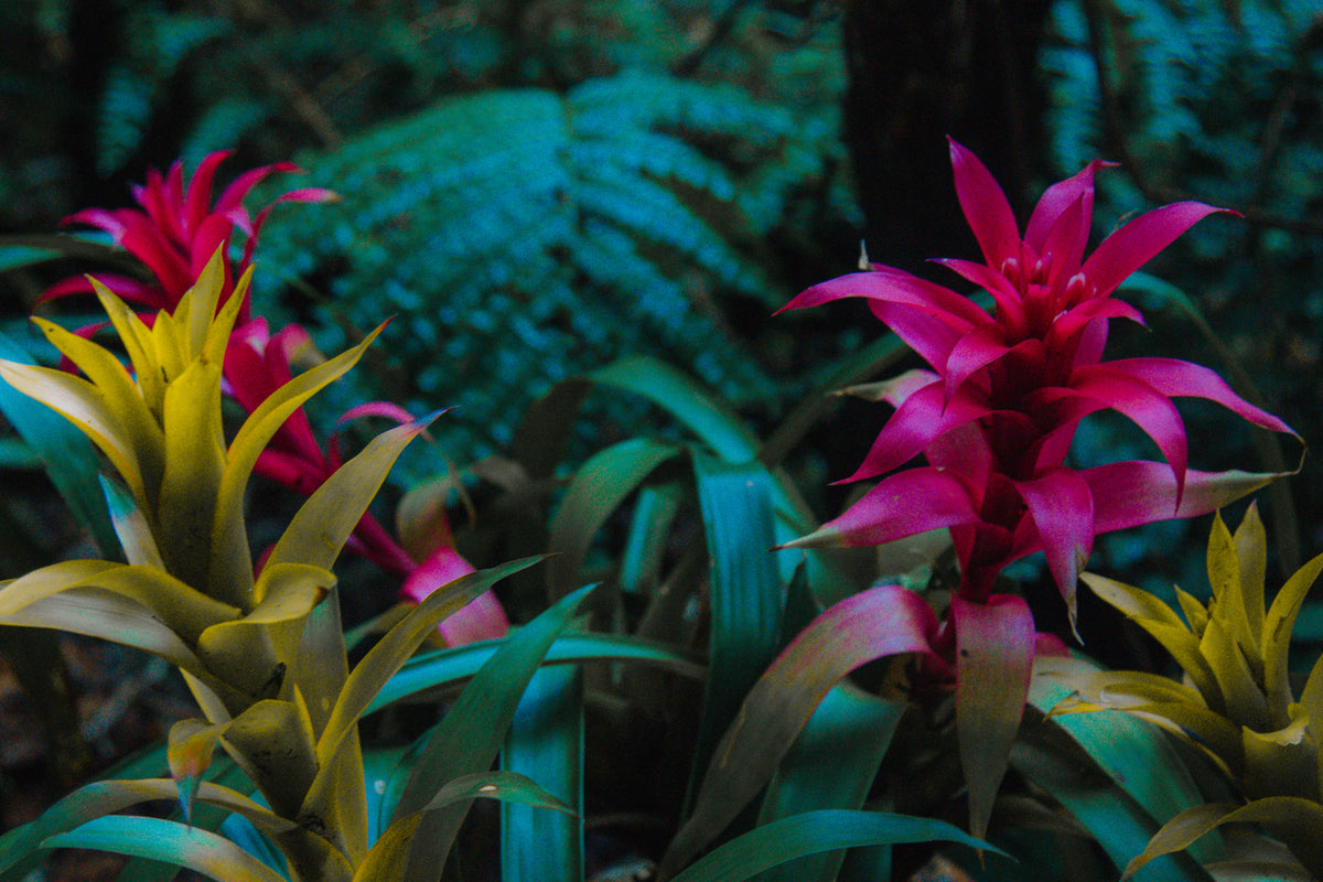 Bromelias Tropicales